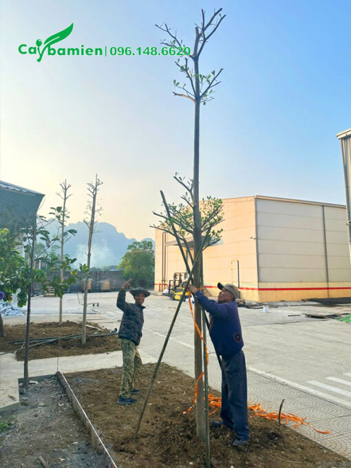 Chống cọc chắc chắn cho cây mới trồng