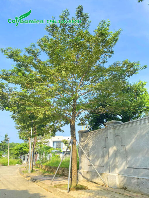 Cây Giáng Hương cao 5m, đường kính gốc 20cm