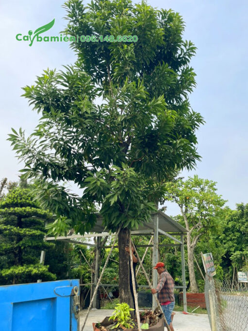 Trồng cây Trứng Gà cao hơn 4m trên vỉa hè đường phố