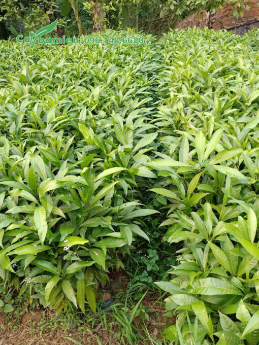 Những luống cây giống trứng gà lê ki ma
