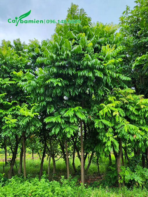 Vườn cây Sấu trưởng thành cao gần 3m