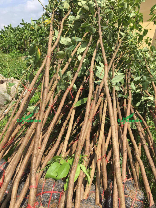 Cây Muồng Hoàng Yến đạt chuẩn trồng công trình