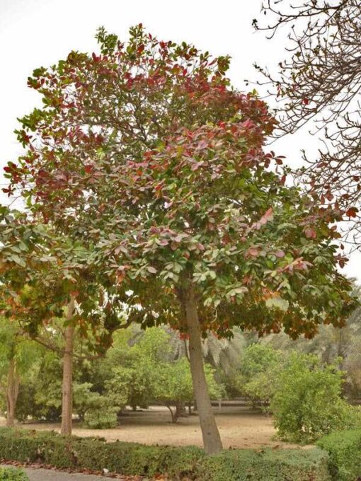 Mùa cây thay lá, màu lá chuyển dần sang đỏ