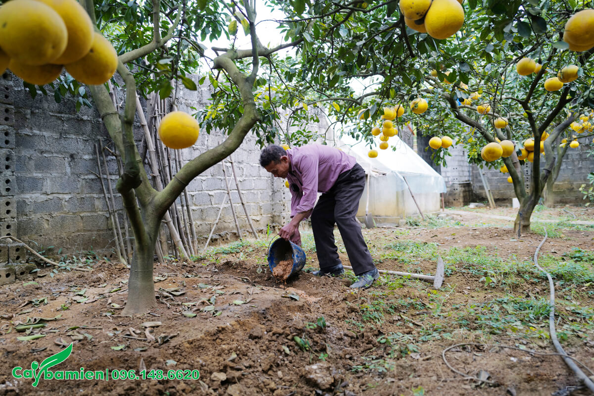 Bác nông dân đang bón phân cung cấp dinh dưỡng cho cây nuôi quả