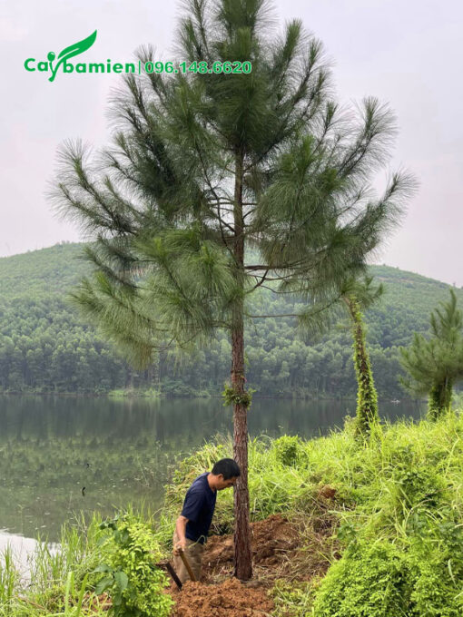 Cây đẹp, đường kính gốc 15 - 20cm, thân thẳng đẹp