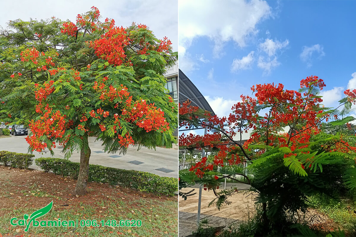 Cây hoa phượng đỏ trồng trong sân vườn và đường phố