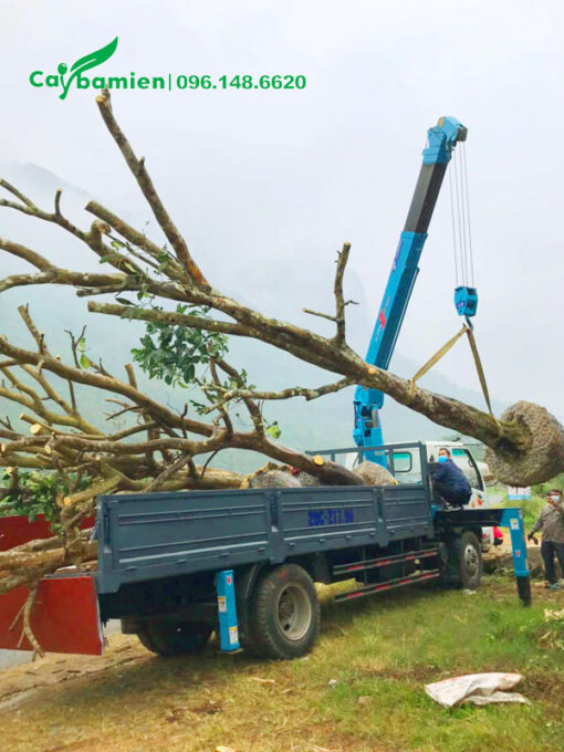 Cầu cẩu đang di chuyển những cây Bưởi công trình cao hơn 4m lên xe