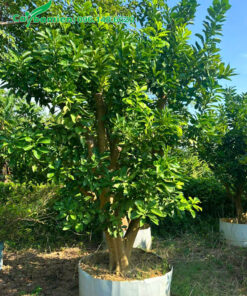 Hàng trưởng thành cao khoảng 2m, được trồng để làm cảnh