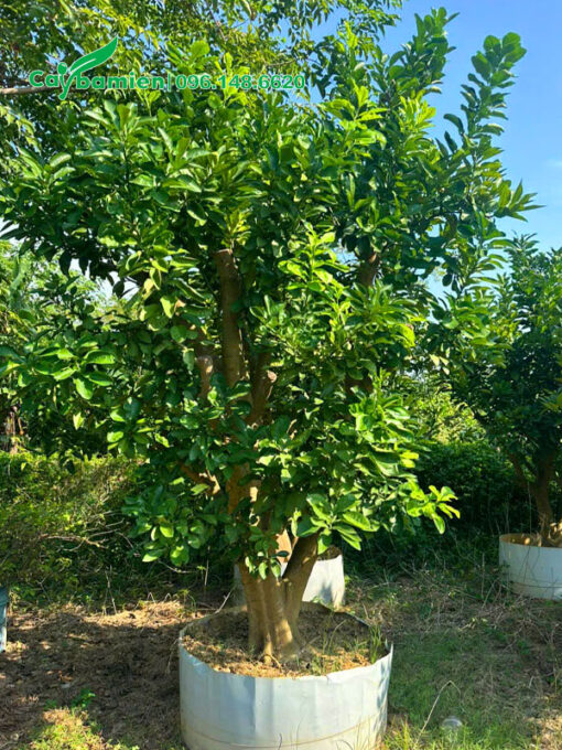 Hàng trưởng thành cao khoảng 2m, được trồng để làm cảnh