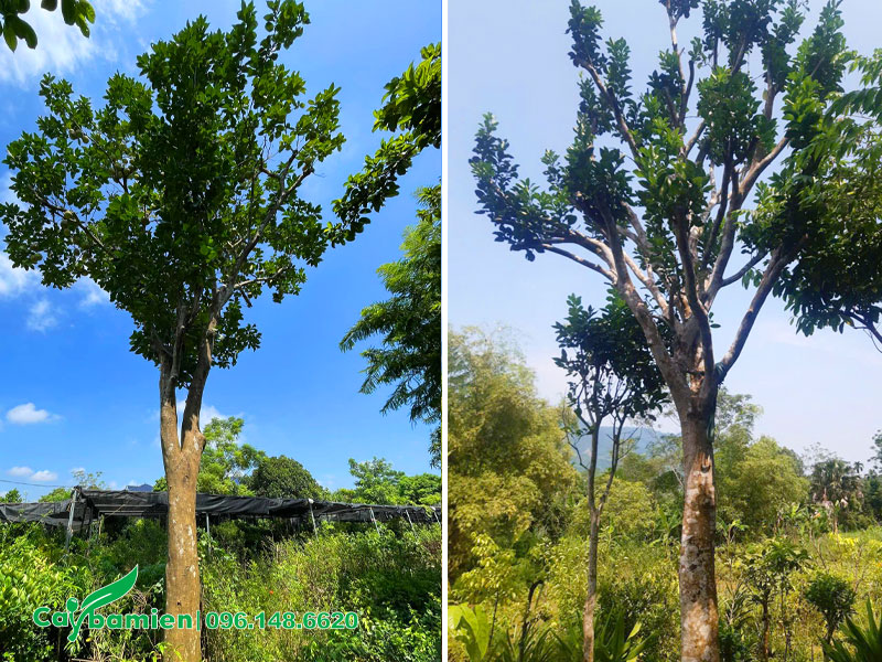 Cây Bưởi dâm ủ nhiều năm tay cành đang ra lá mới