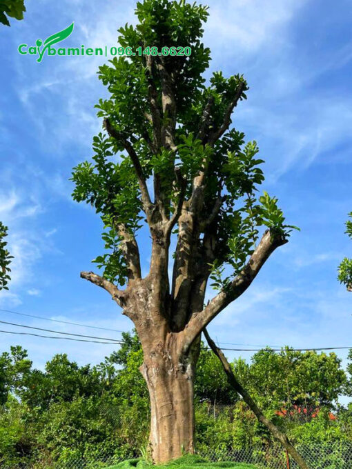 Cây Bưởi cổ thụ dáng đẹp, vanh 120 - 130