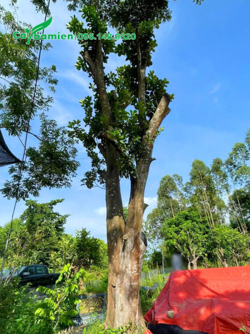 Vanh gốc 100 - 120, chiều cao hơn 4m, cây bưởi cổ thụ mới dâm ủ
