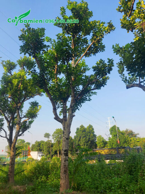 Cây Bưởi công trình dâm ủ lâu năm cao hơn 4m