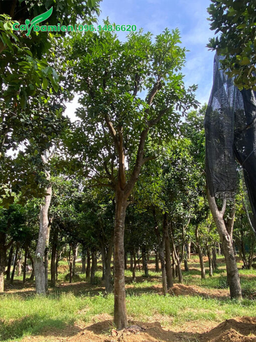 Cây Bưởi công trình cao 3m, đã dâm ủ