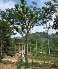 Cây bưởi đẹp