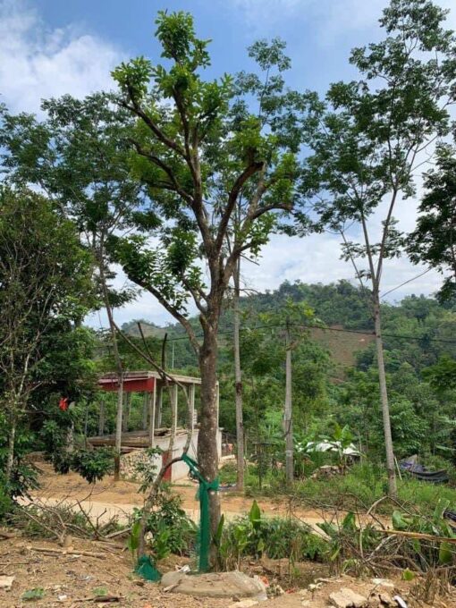 Cây bưởi đẹp