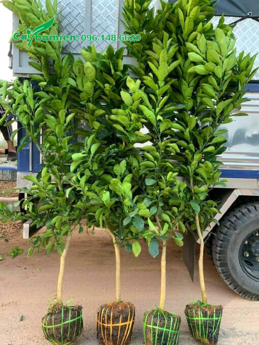 Xếp những cây bưởi giống cao hơn 1m lên xe