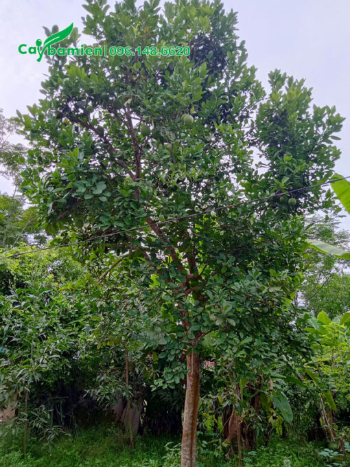 Cây Bưởi lâu năm sẵn quả chiều cao khoảng 5m