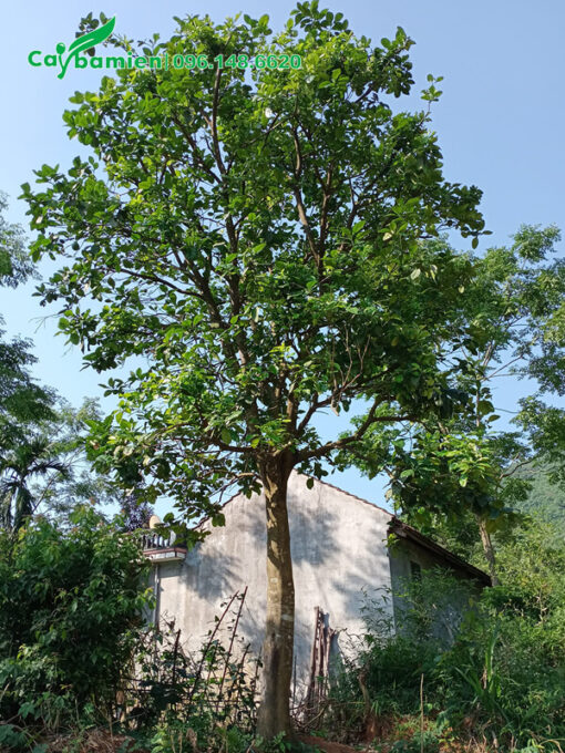 Cây bưởi ta lâu năm, cao 6m, tán đẹp