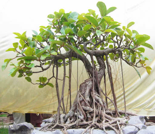 Cây đa bonsai đẹp
