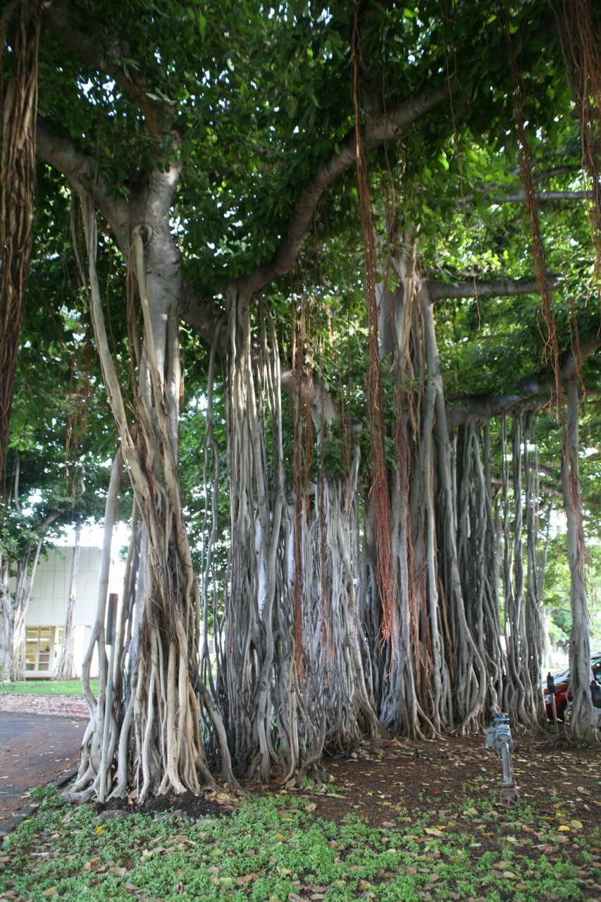 Cây đa là loại cây thân gỗ