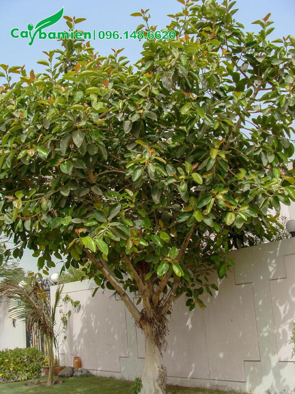 Cây Đa tía trồng trong góc vườn biệt thự