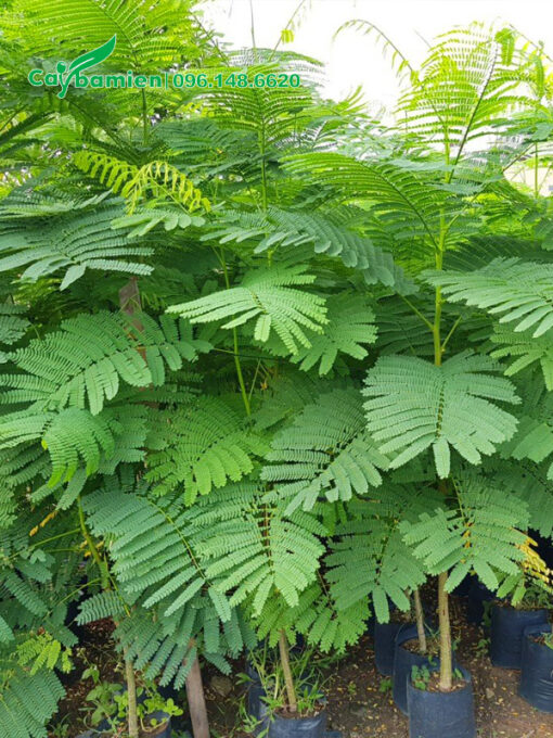 Cây giống phượng vĩ cao 60cm