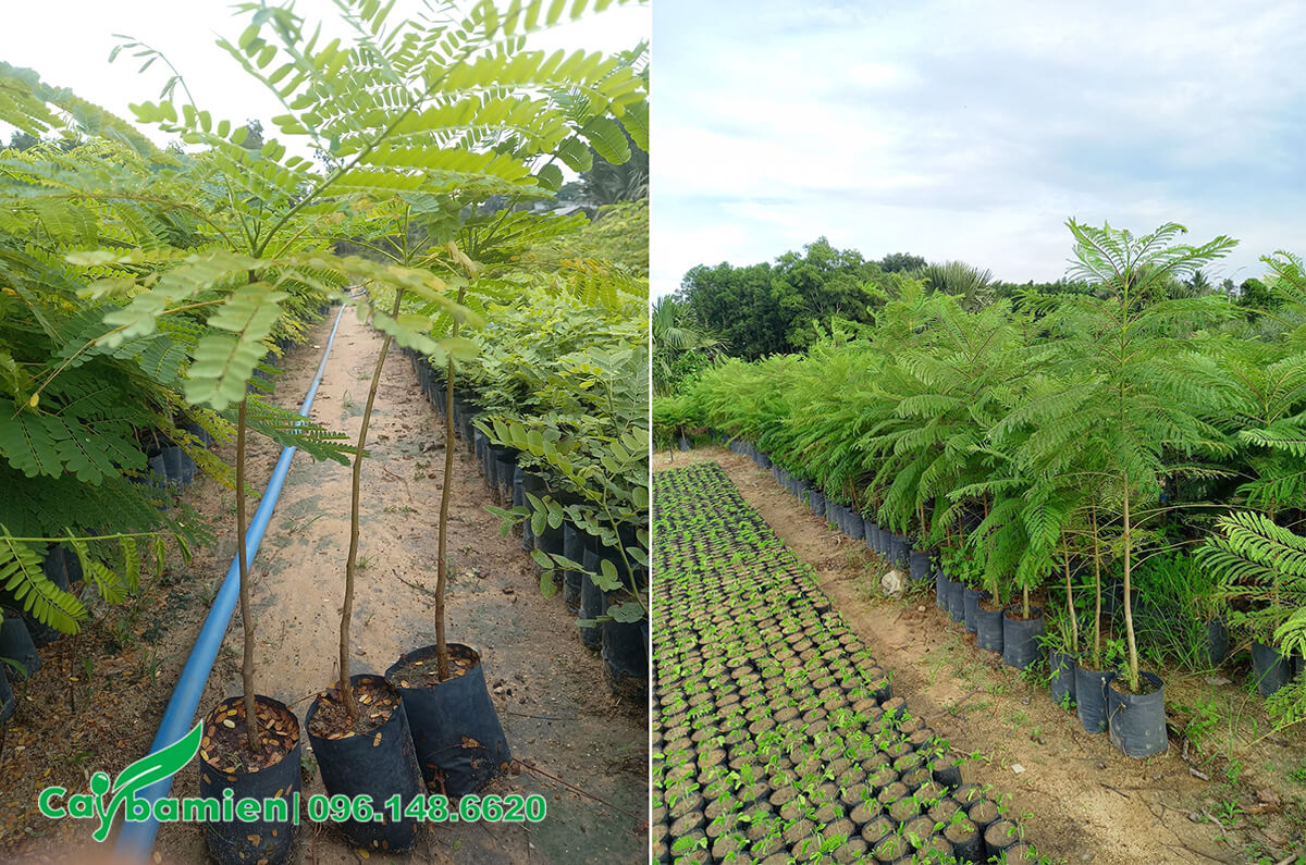 Cây giống phượng vĩ đạt điều kiện trồng, chiều cao khoảng 50 - 60cm
