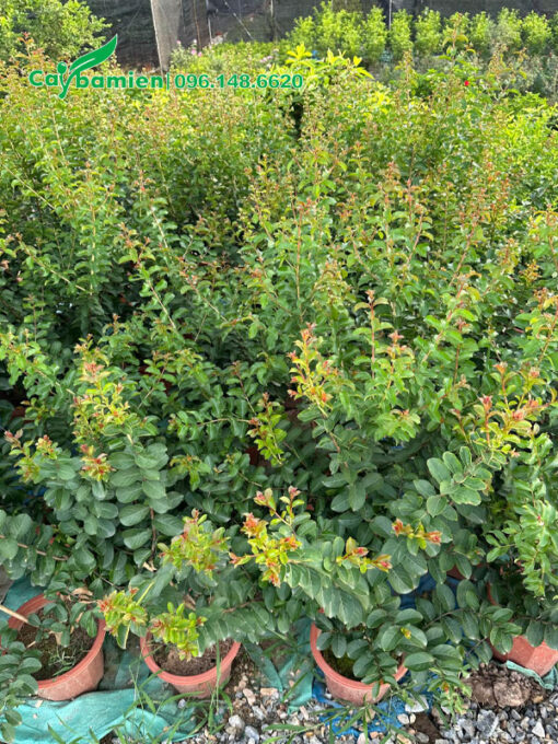 Cây giống tường vi trồng trong chậu nhỏ