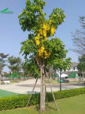 Cây Muồng Hoàng Yến hoa vàng trồng trong các khu đô thị
