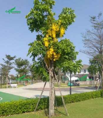 Cây Muồng Hoàng Yến hoa vàng trồng trong các khu đô thị