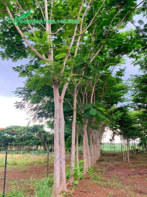 Cây Phượng Vĩ tán đẹp, đánh thẳng tại vườn