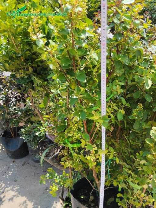 Đo chiều cao của cây tường vi giống
