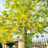 Cây Muồng Hoàng Yến hoa vàng tươi rực rỡ