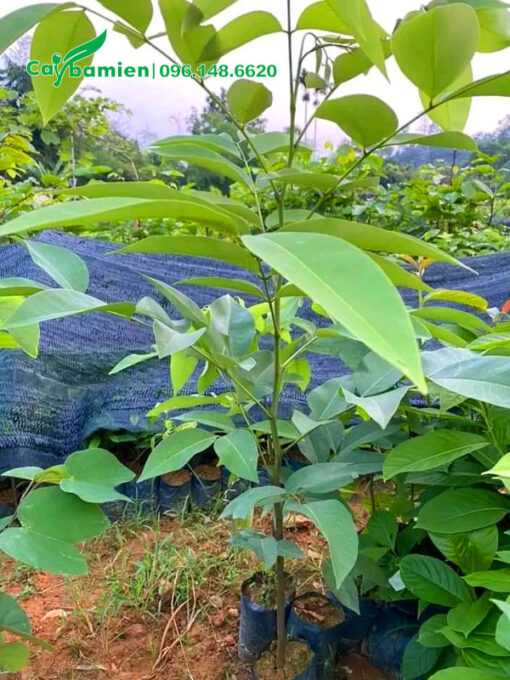 Cây hoa Muồng Hoàng Yến giống cao 40cm