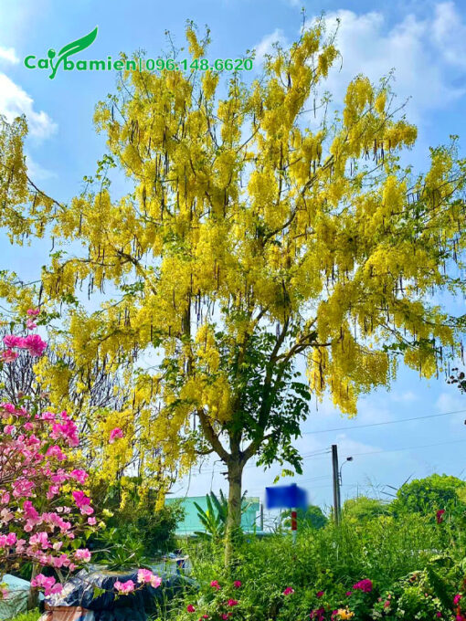 Mùa hoa Muồng Hoàng Yến cả cây được bao phủ bởi những dải hoa vàng