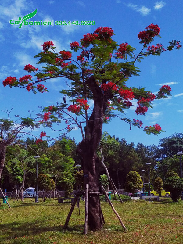 Phượng đỏ cổ thụ mới trồng trong công viên