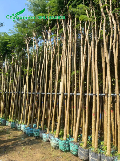 Cây tuyển chọn, thân thẳng đẹp, chiều cao khoảng 5m