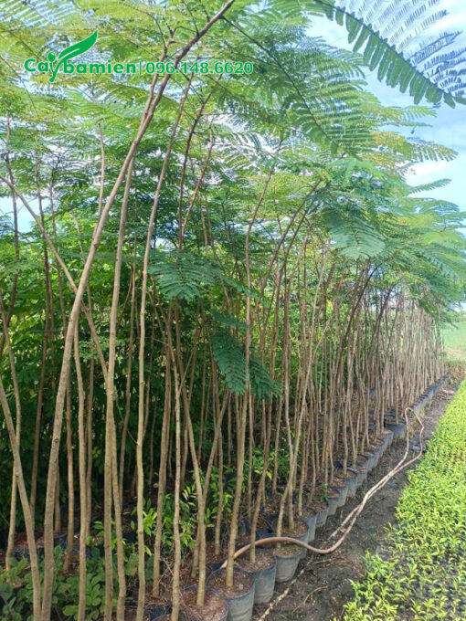 Cây hoa phượng đỏ chiều cao 2m, hàng nguyên bầu đẹp
