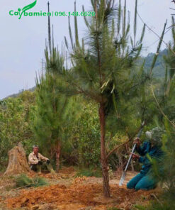 Thông nhựa công trình cao 4m