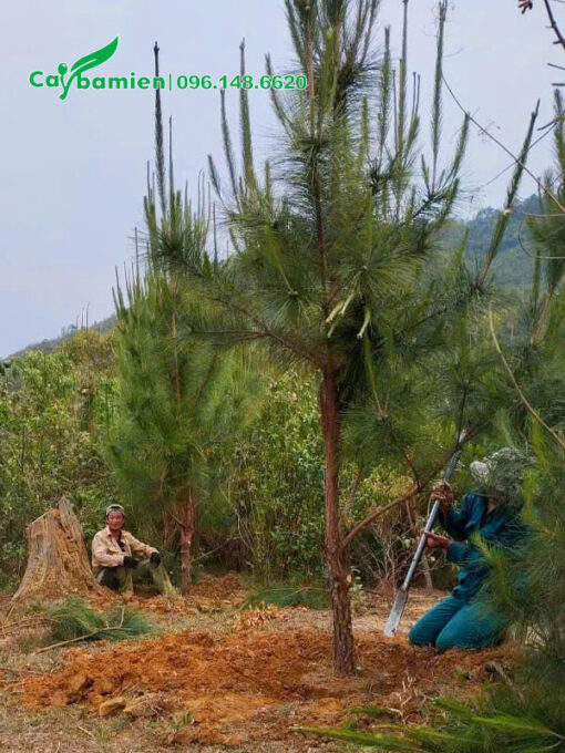 Thông nhựa công trình cao 4m
