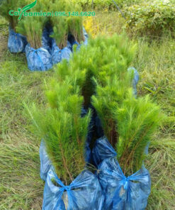 Cây giống thông nhựa cao 50cm