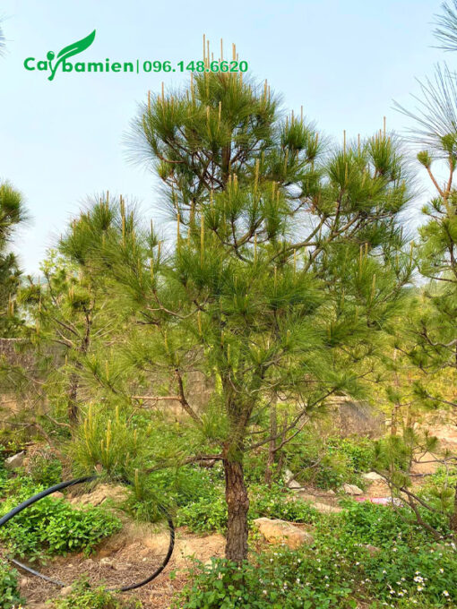 Cây thông cảnh cao 2 - 3m