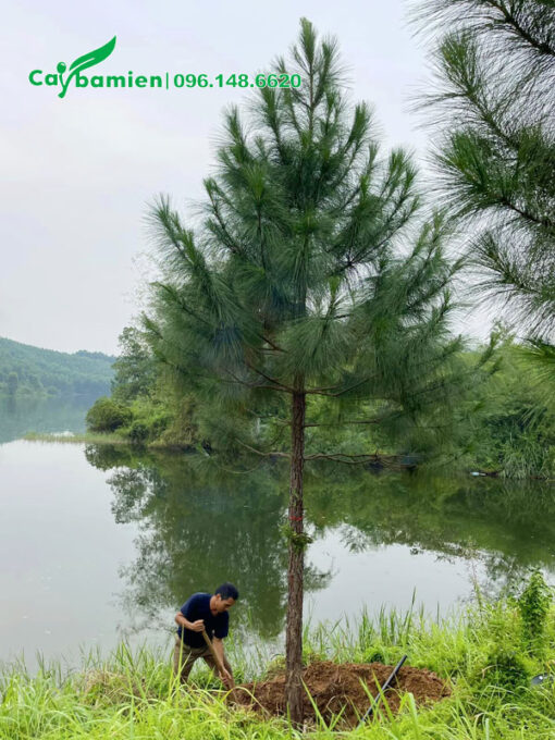 Bứng cây thông cổ thụ, chiều cao 5 - 6m