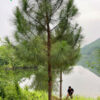Thông công trình cao 6 - 7m