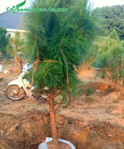 Bứng bầu và bó gọn cành nhánh cây thông