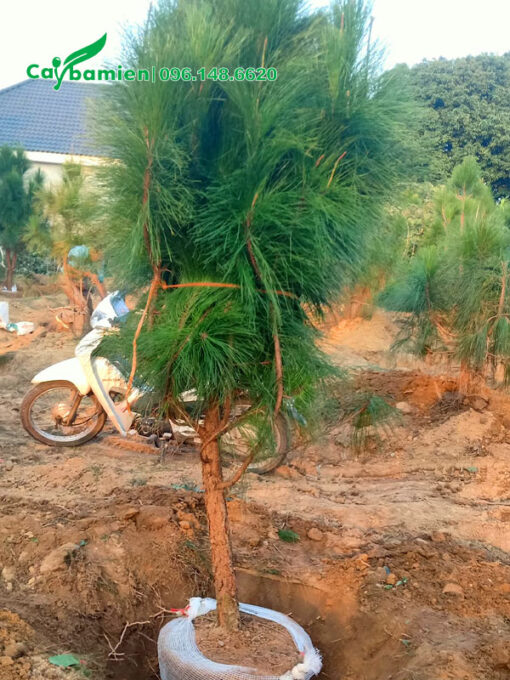 Bứng bầu và bó gọn cành nhánh cây thông
