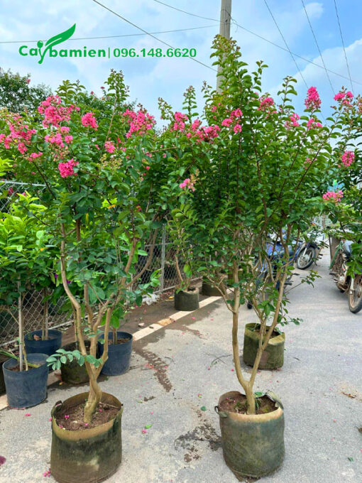 Cây giống Tường Vi thuần bầu