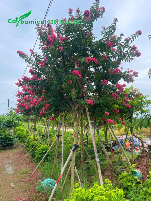 Vườn dưỡng cây Tường Vi cao 2m
