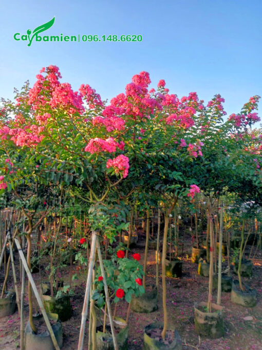 Những cây hoa Tường Vi thuần bầu